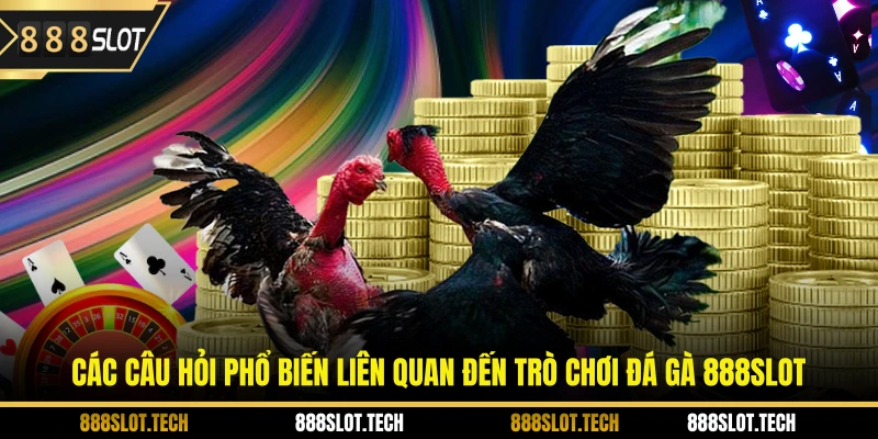 Các câu hỏi phổ biến liên quan đến trò chơi đá gà 888slot