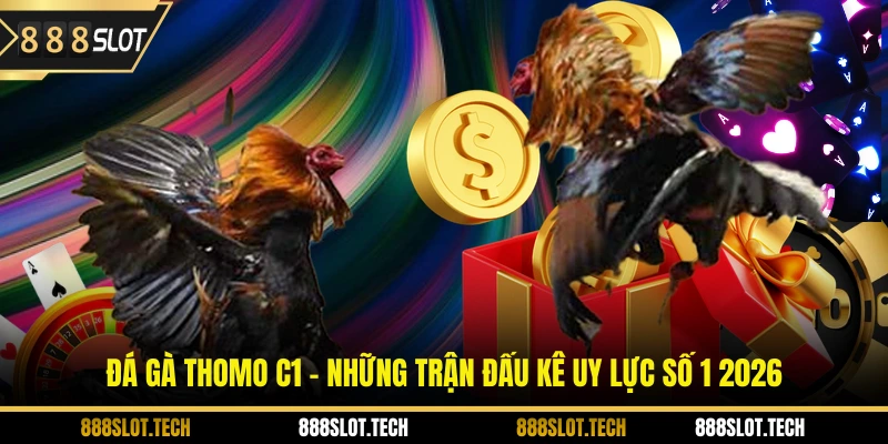 đá gà thomo C1