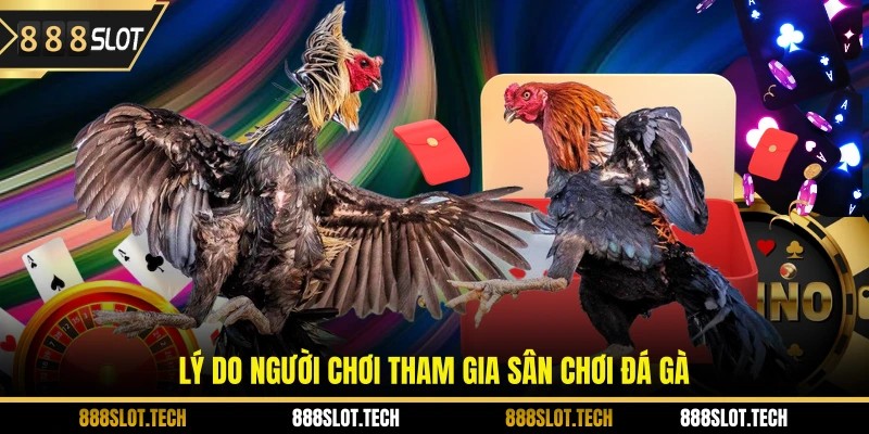 Lý do người chơi tham gia sân chơi đá gà