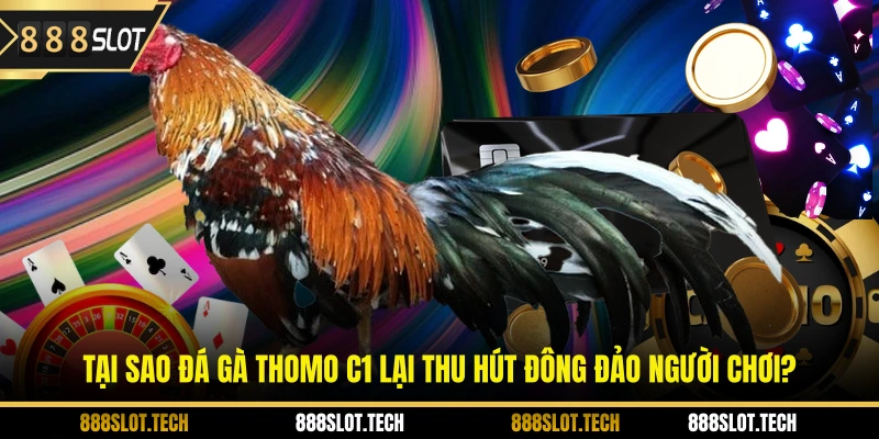 Tại sao đá gà thomo C1 lại thu hút đông đảo người chơi?