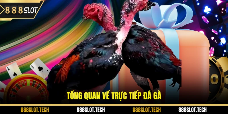 Tổng quan về trực tiếp đá gà