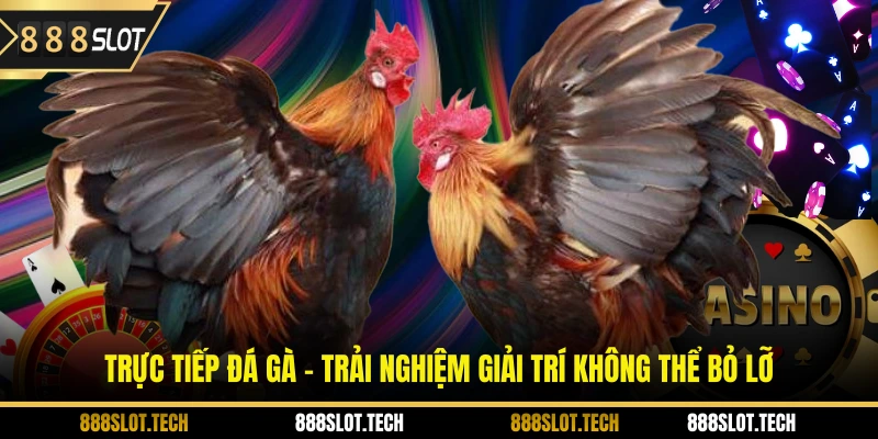 trực tiếp đá gà